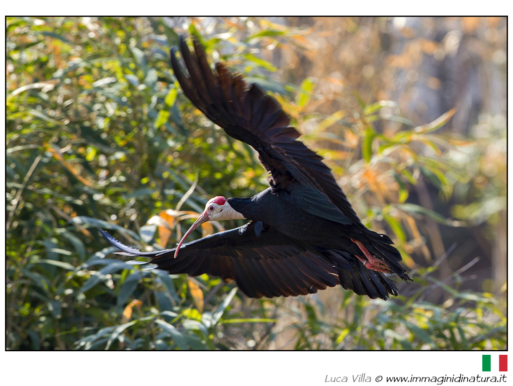 Ibis eremita - Geronticus eremita